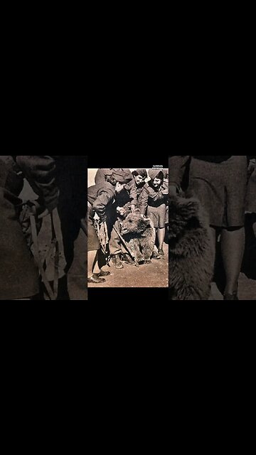 How a Brown Bear Became a Symbol of Courage