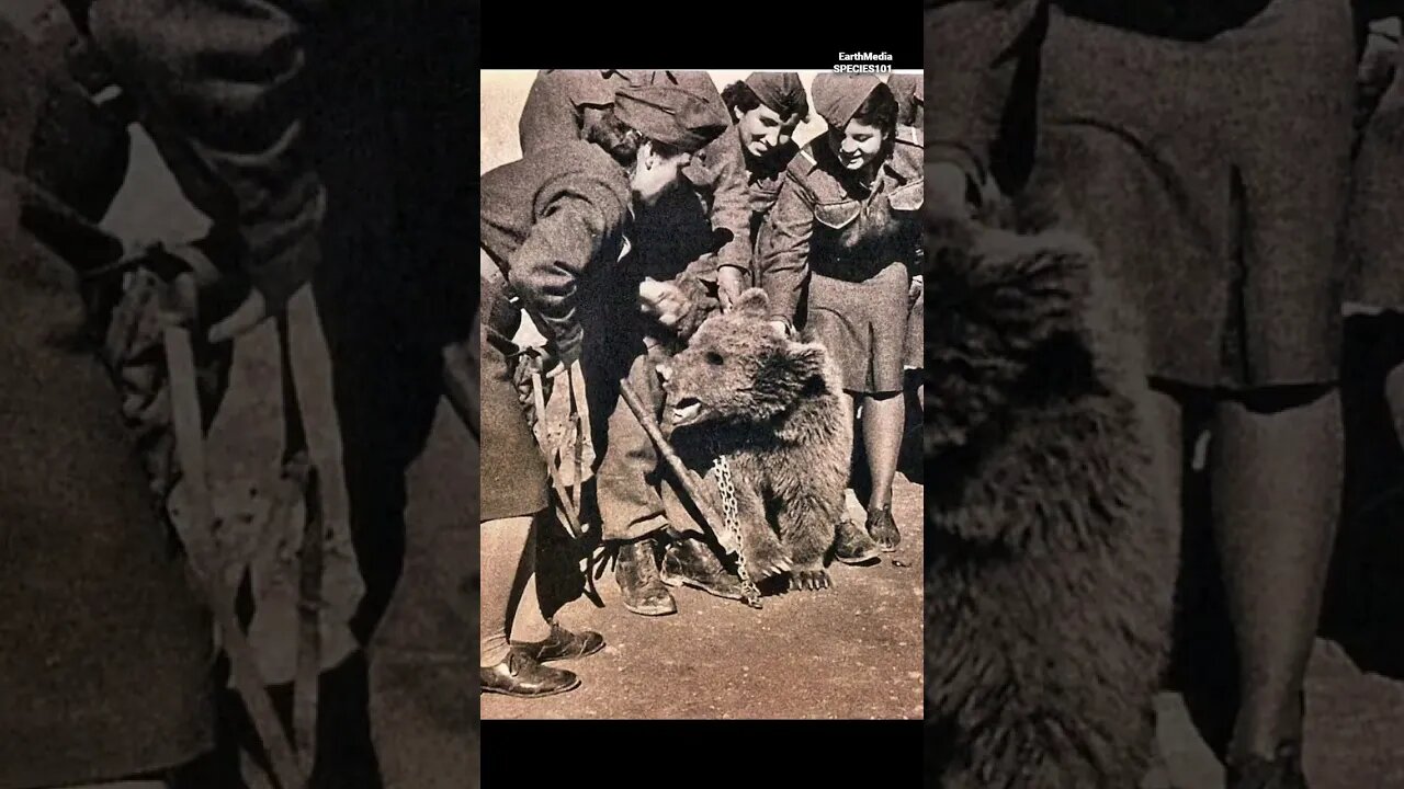 How a Brown Bear Became a Symbol of Courage