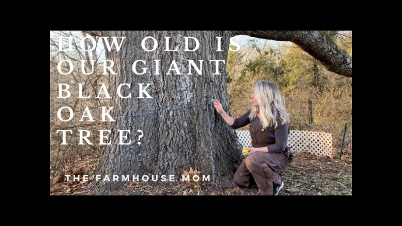 How Old Is Our Giant Black Oak Tree?