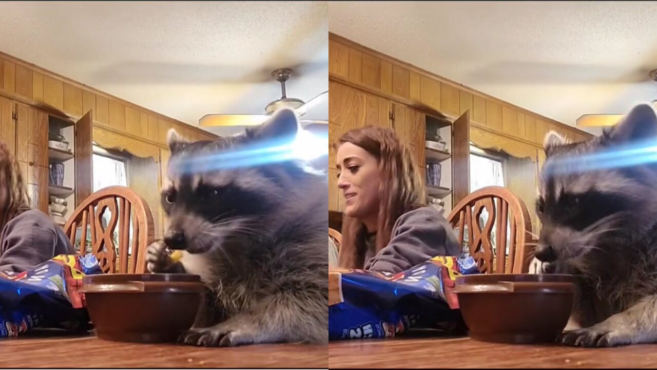 Cute baby racoon eats dinner with its family at the table