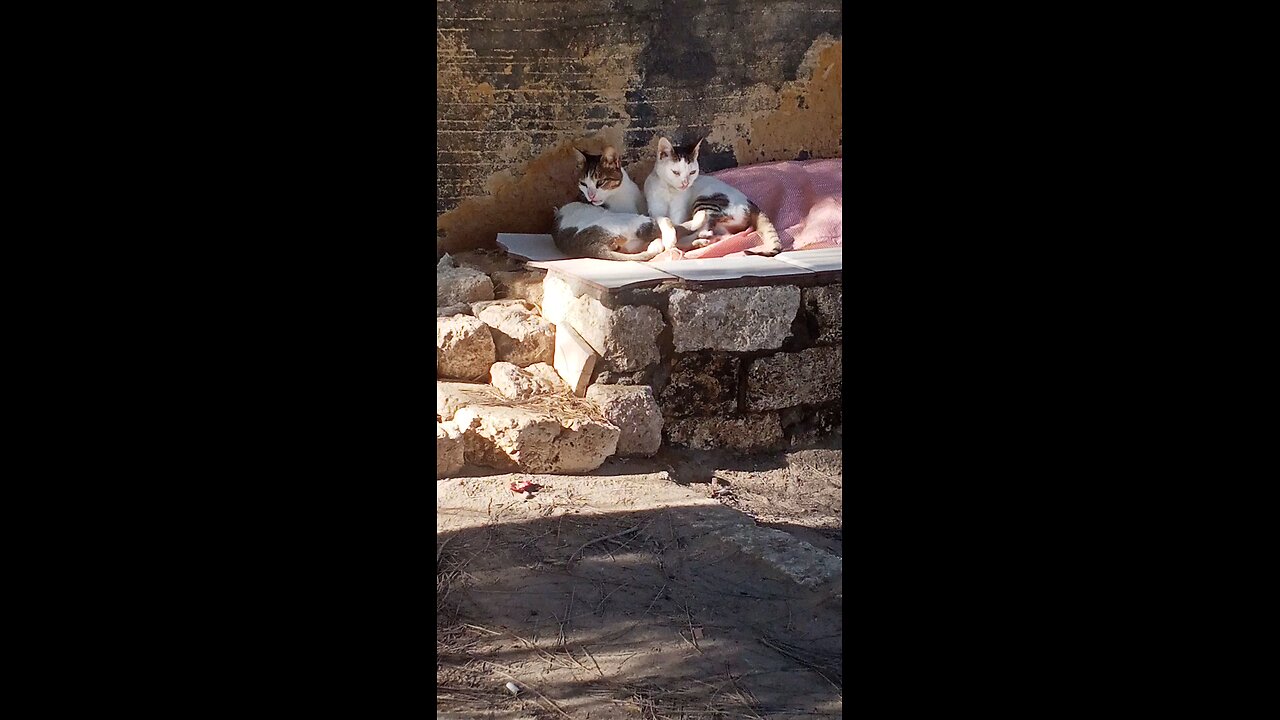 Cats enjoy the beautiful air in a quiet moment