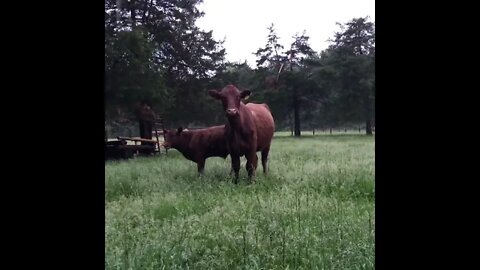 Here at Venus Ranch in Venus Florida We teach you how to speak cow