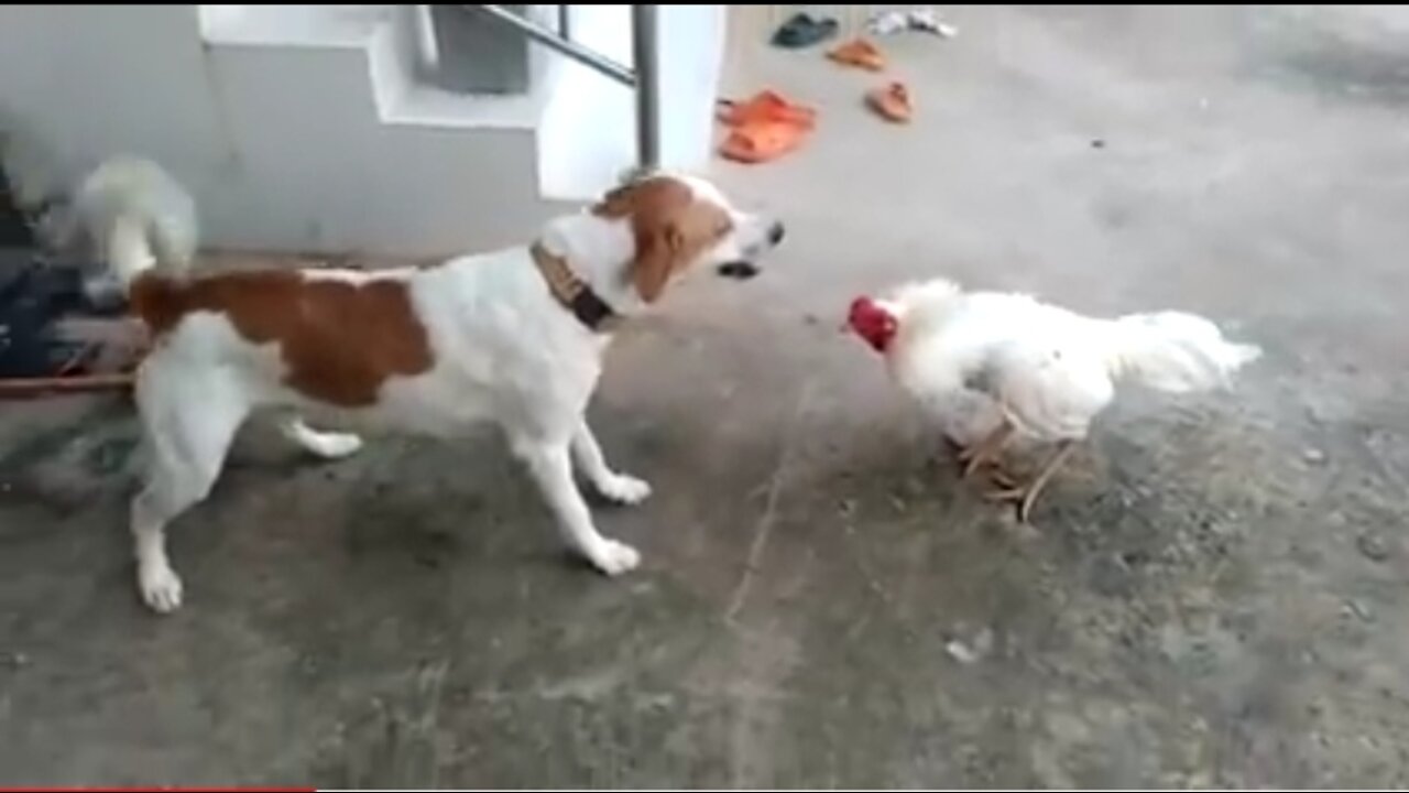 What a fun fight between a hen and a dog