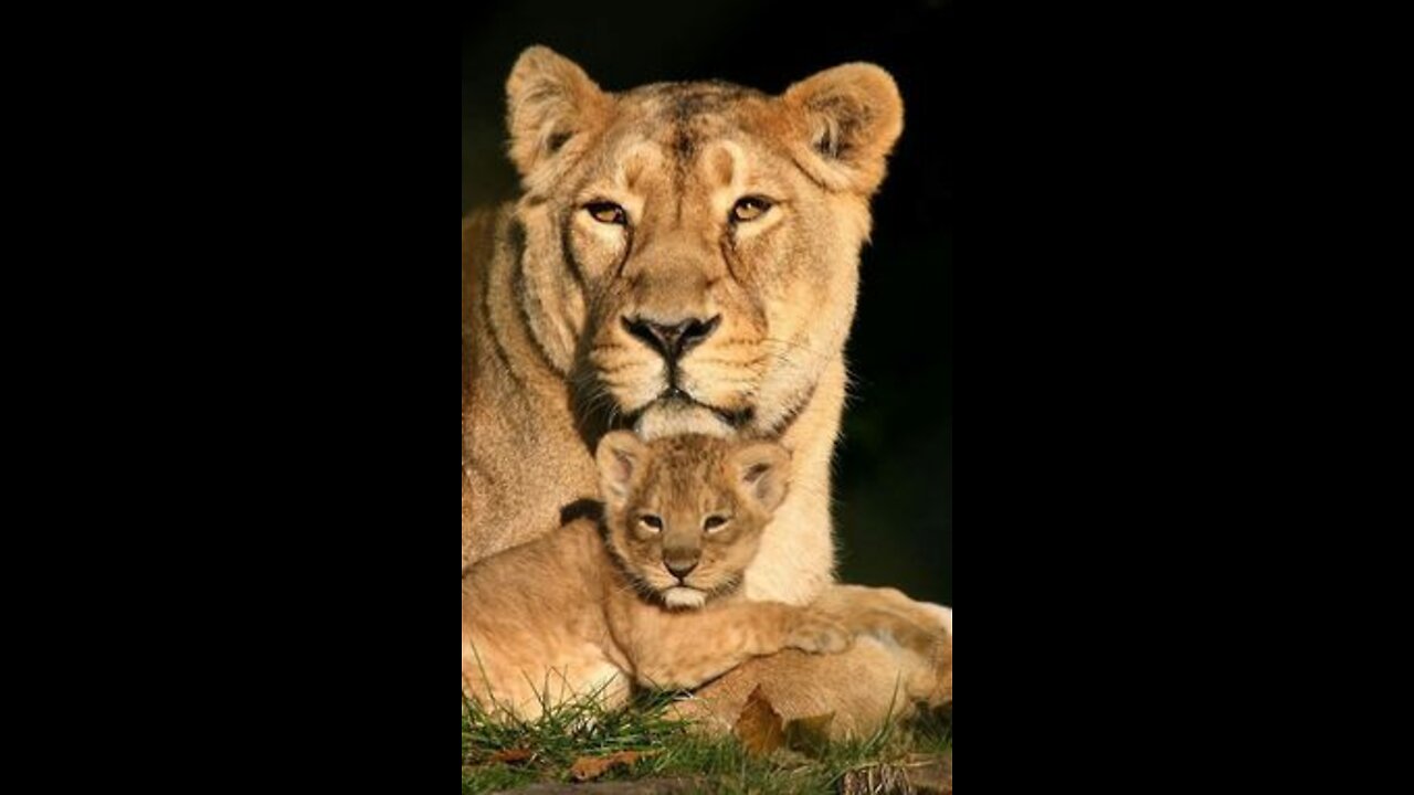 female lion and her little one how beautiful