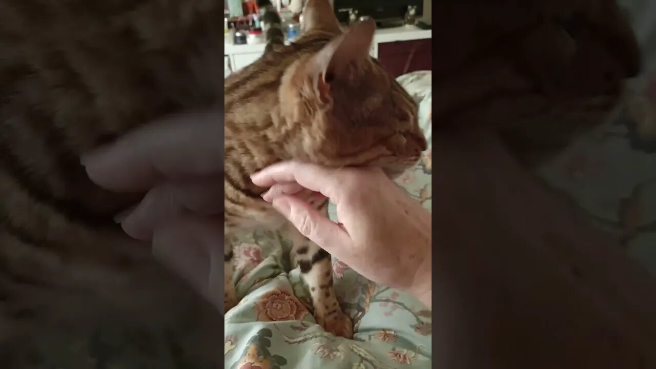 Cute kitty comes for headbumps