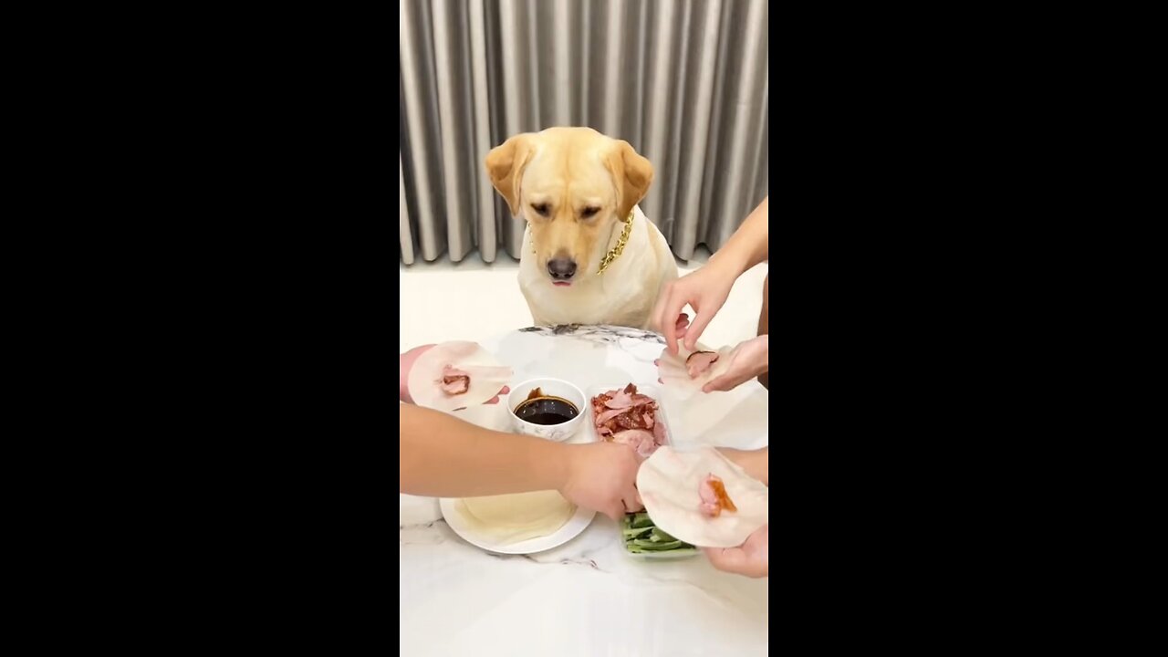Funniest animals part 5