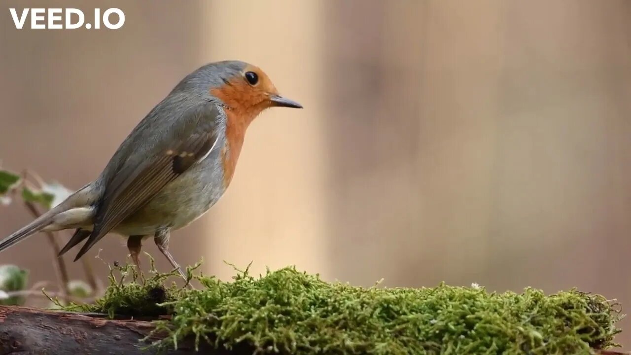 Robin Bird