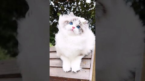 Omg So Cute Beauty Cat! 😽🥰|| 42- #shortsfeed #cat #youtubepets