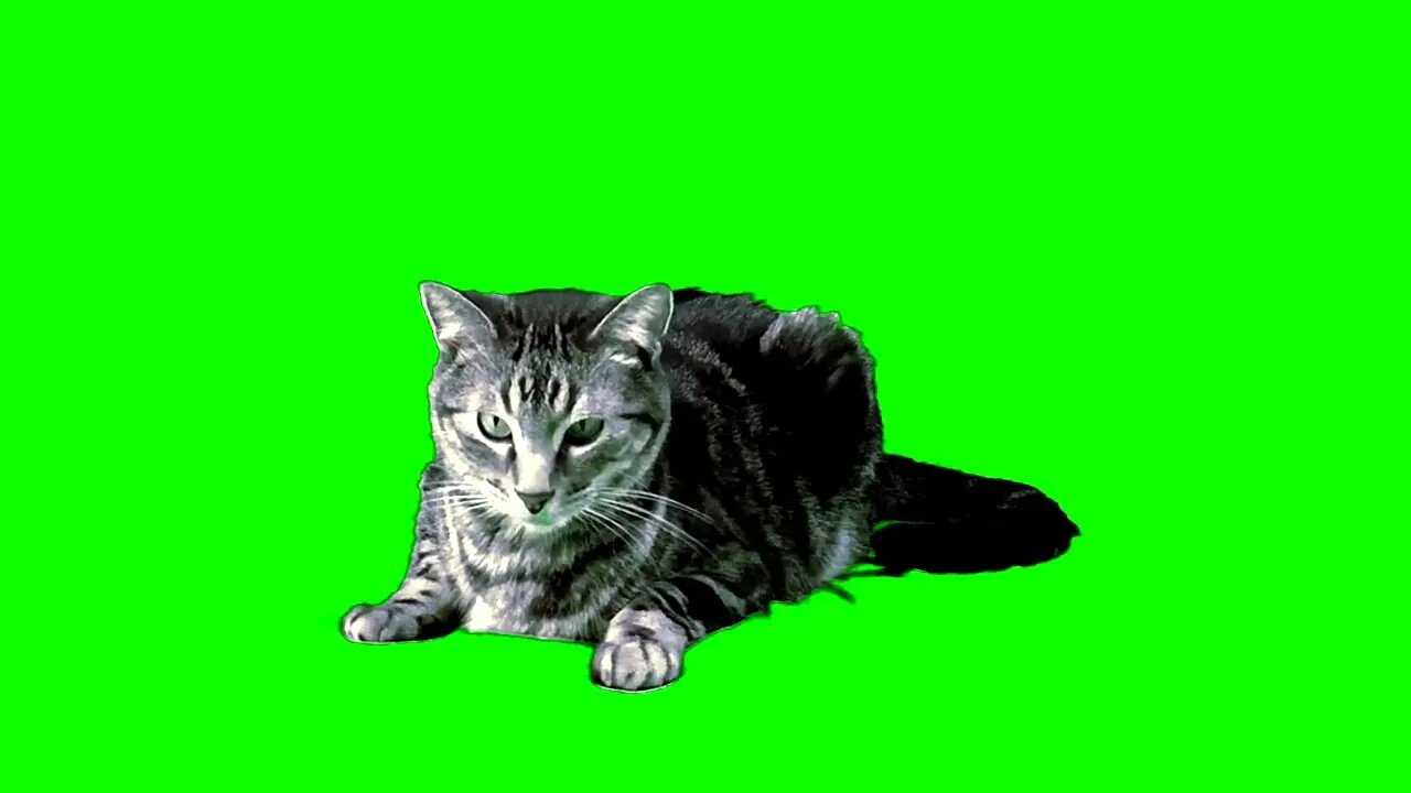 FREE Cat Green Screen