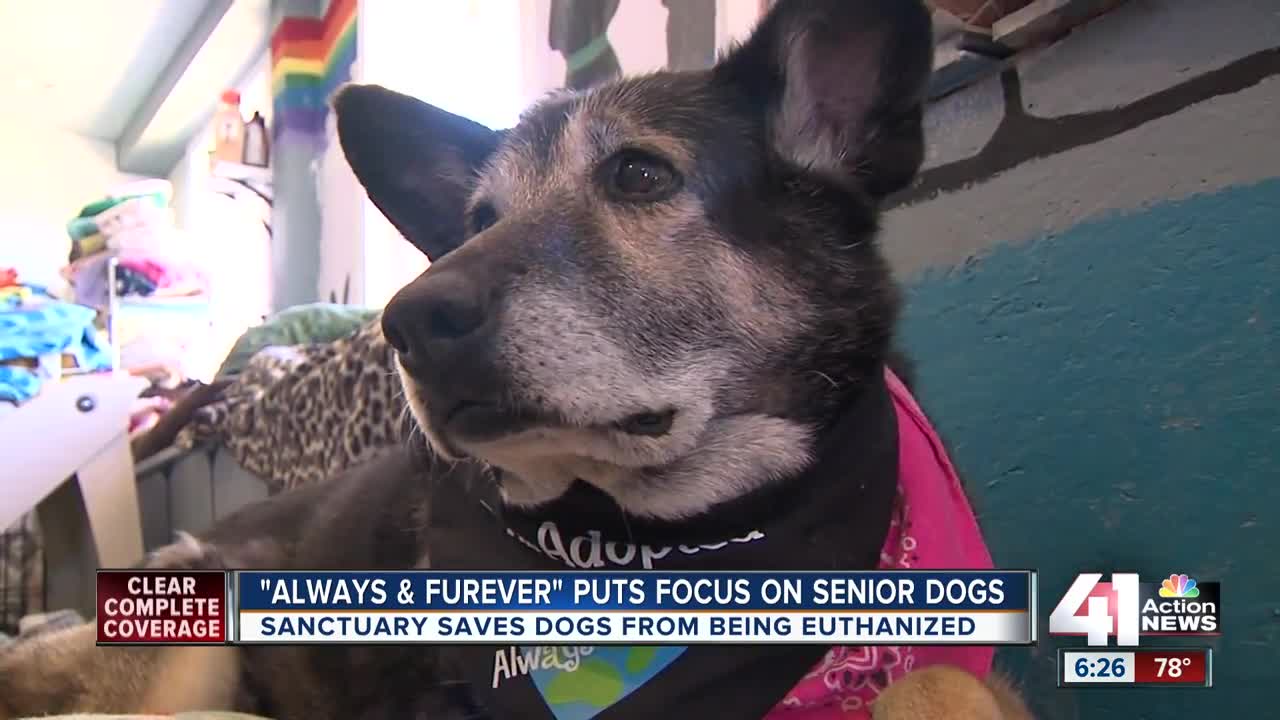 Always and Furever saves older dogs from being euthanized