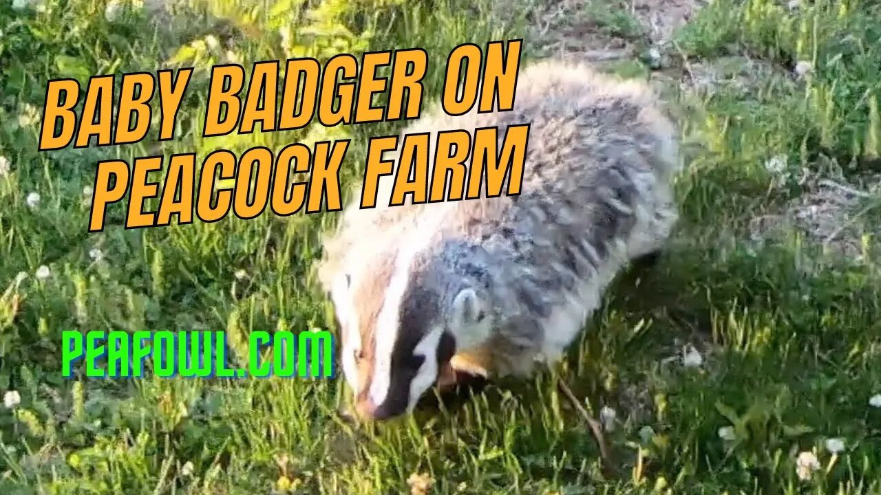 Baby Badger On Peacock Farm, Peacock Minute, peafowl.com