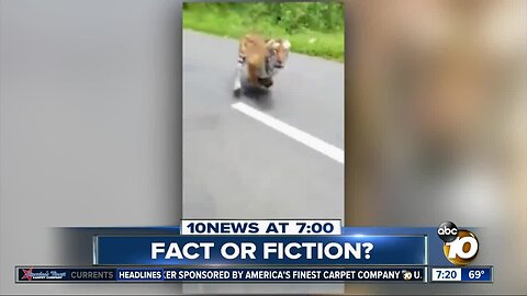 Video shows tiger chasing motorcycle?