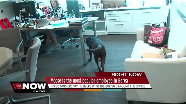 Moose the dog is the most popular employee at the Cleveland Browns office in Berea