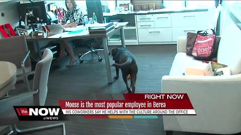 Moose the dog is the most popular employee at the Cleveland Browns office in Berea