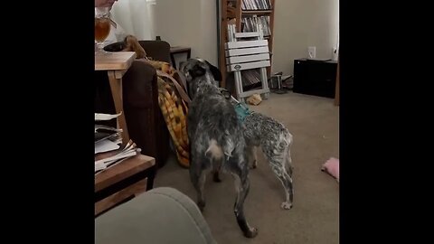 My 2 heelers one is 4 months the other is 13 months