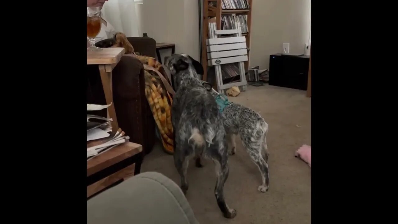 My 2 heelers one is 4 months the other is 13 months