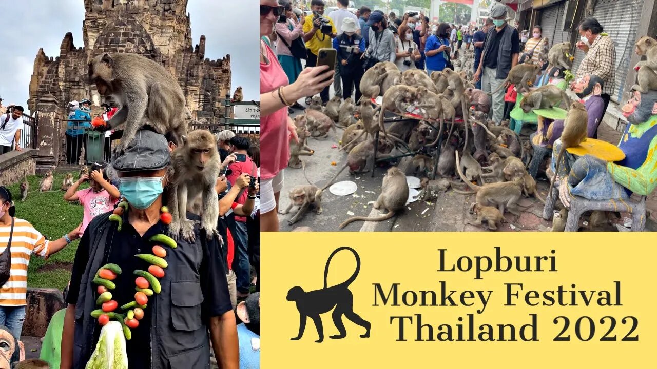 Lopburi Monkey Festival November 2022 - Thousands of Monkeys