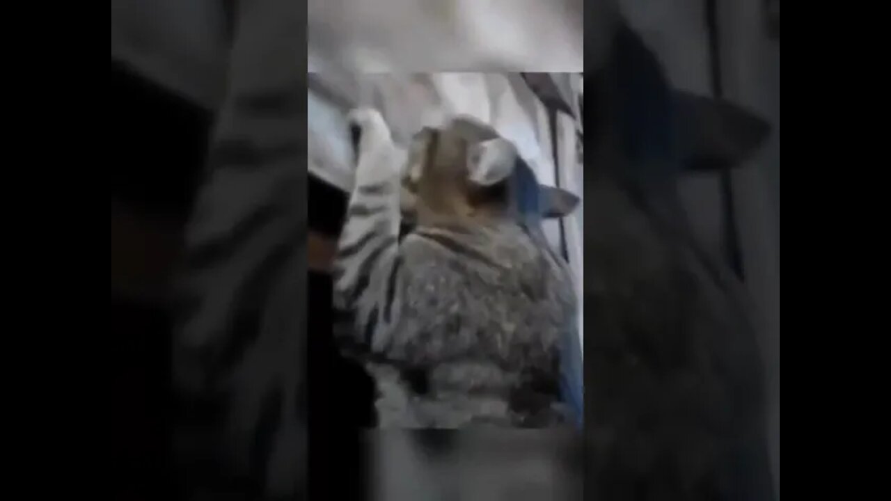 All the other Cats are afraid of him!!!