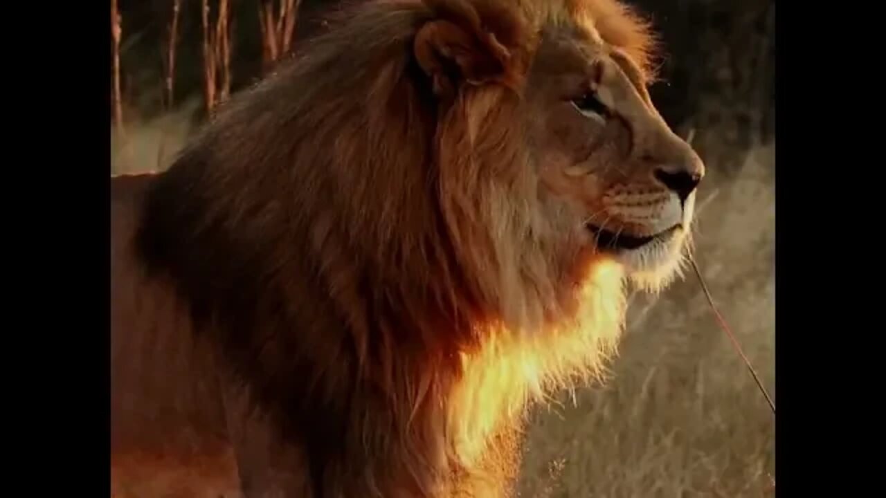 Hungry lion on the prowl at sunset. Will he make it?