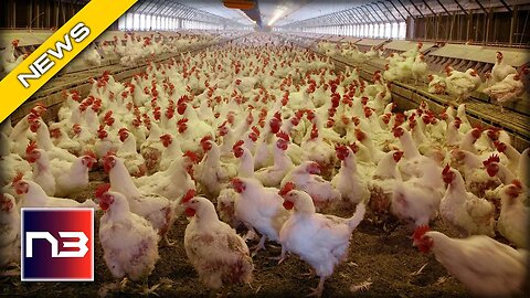 Egg-splosive Profits: The Shocking Truth Behind the Egg Industry's Recent Profits