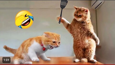 🐱 Funniest Dogs and Cats 🤣