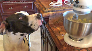 Funny Great Dane Watches Kitchenaid Mixer Whip Mashed Potatoes