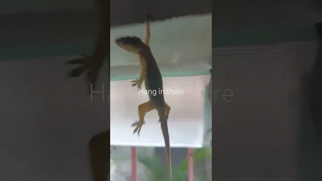 i think it's dead