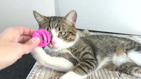 Kitten Is Fascinated by Ball Toy