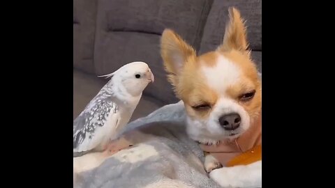 Who Can Relate To The Dog?