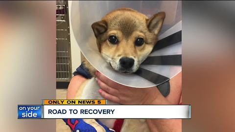 3D printer helps get injured puppy back on four paws