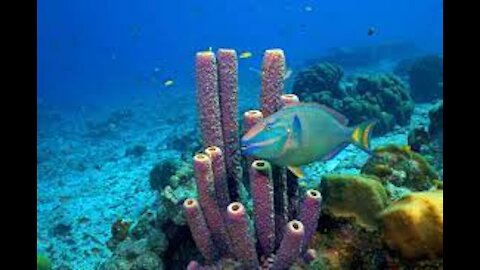 The most beautiful coral under water