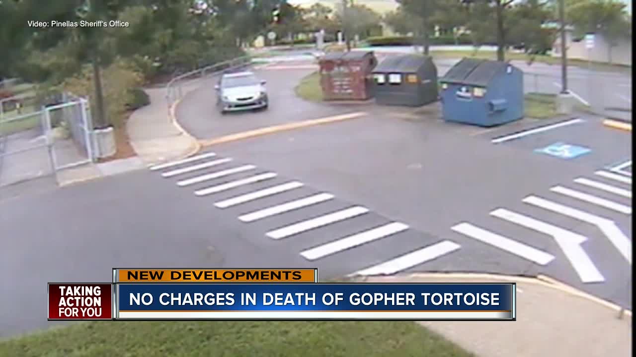 Driver who ran over gopher tortoise in Dunedin says it was an accident, will not be charged