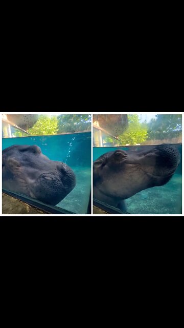 what is hippo doing?