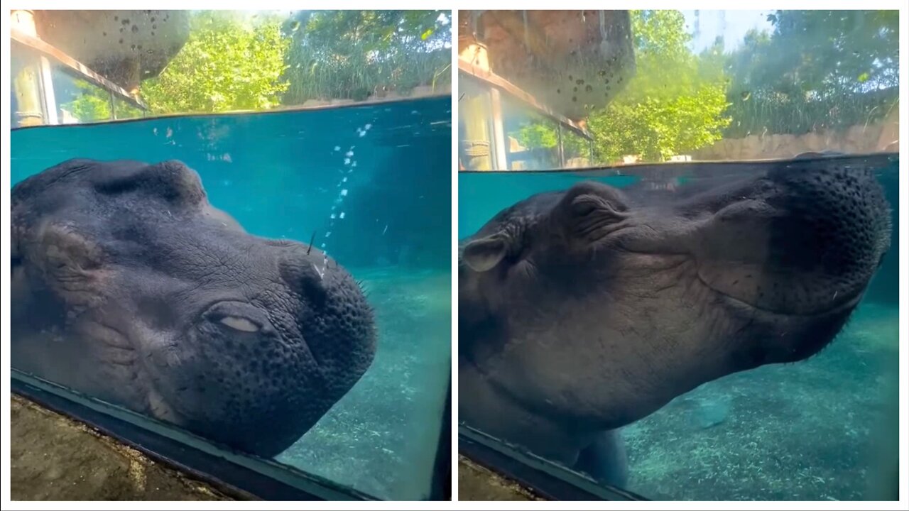 what is hippo doing?