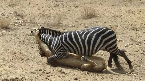 Amazing: Lion vs Zebra | Lion kills zebra almost | Lion hunting zebra | Zebra escapes lion killing