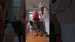 De-Shedding our Cane Corso #shorts #funnydogs #funny