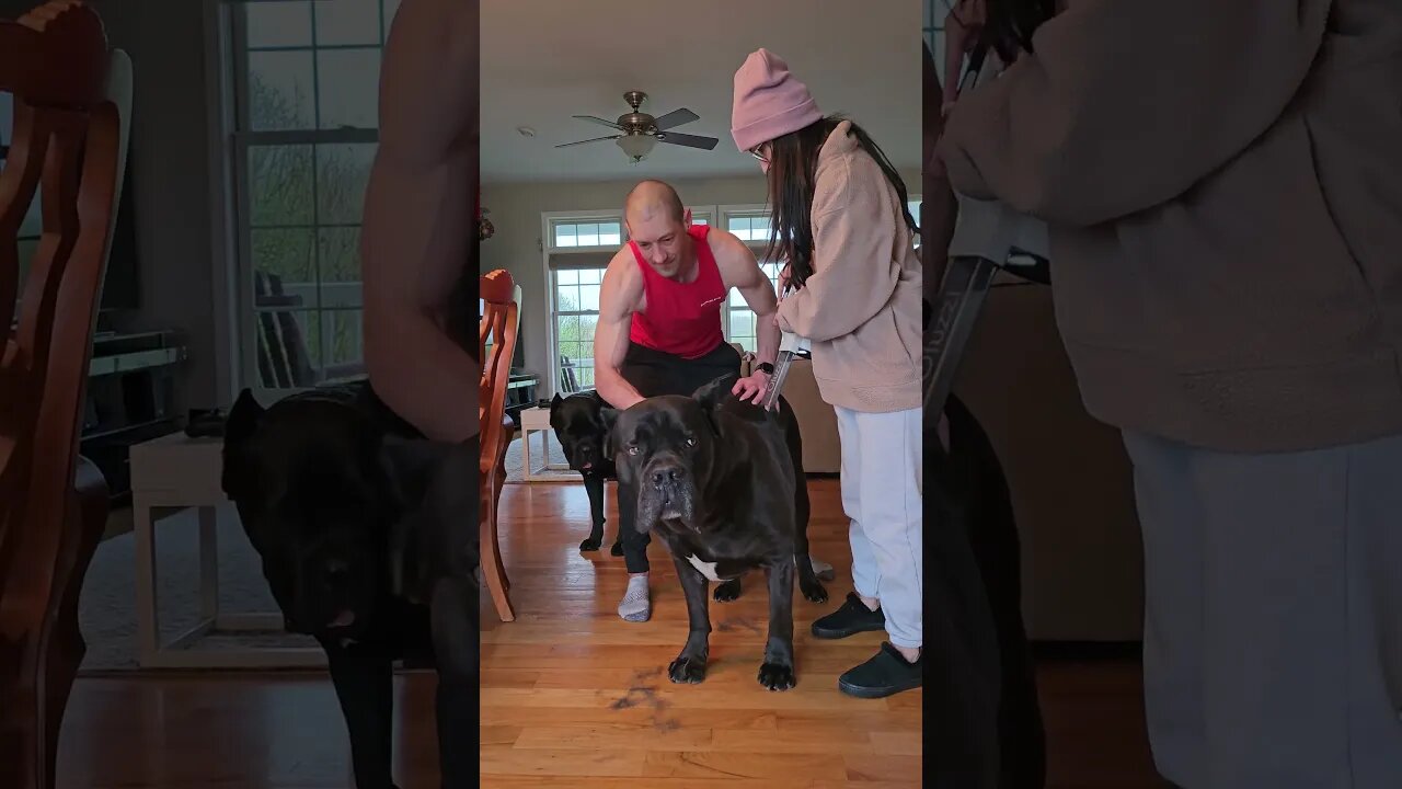 De-Shedding our Cane Corso #shorts #funnydogs #funny