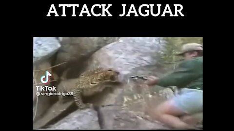 Jaguar Attack Human - Ягуар атакует человека - ジャガーが人間を攻撃