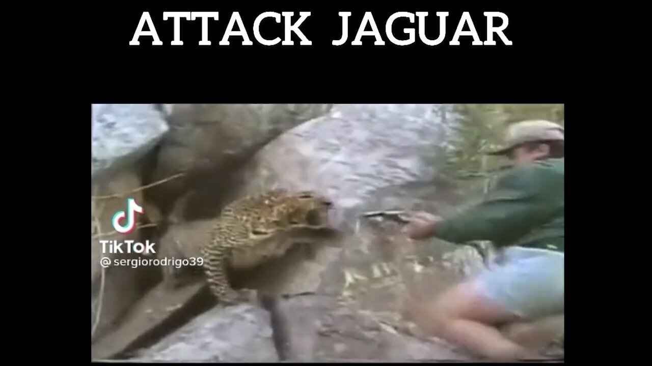 Jaguar Attack Human - Ягуар атакует человека - ジャガーが人間を攻撃