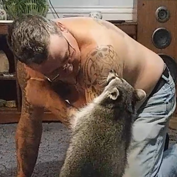 Man Plays With His Pet Raccoon Until A Fart Ruins EVERYTHING