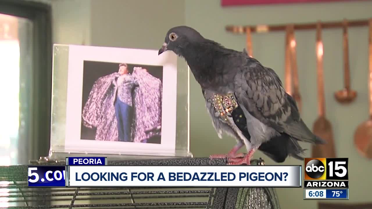 Valley rescue searching for owner of a "bedazzled pigeon"