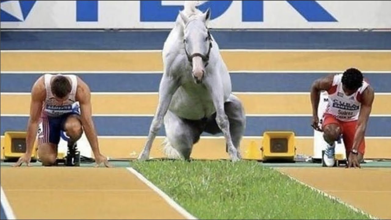 Funny and Cute Horse Videos That Will Change Your Mood For Good