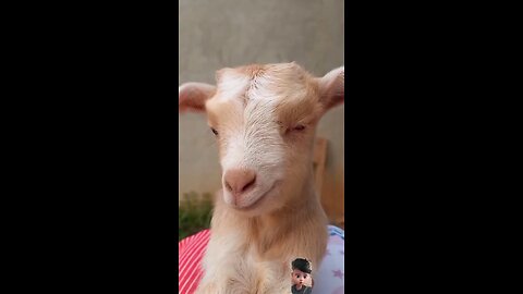 baby goat