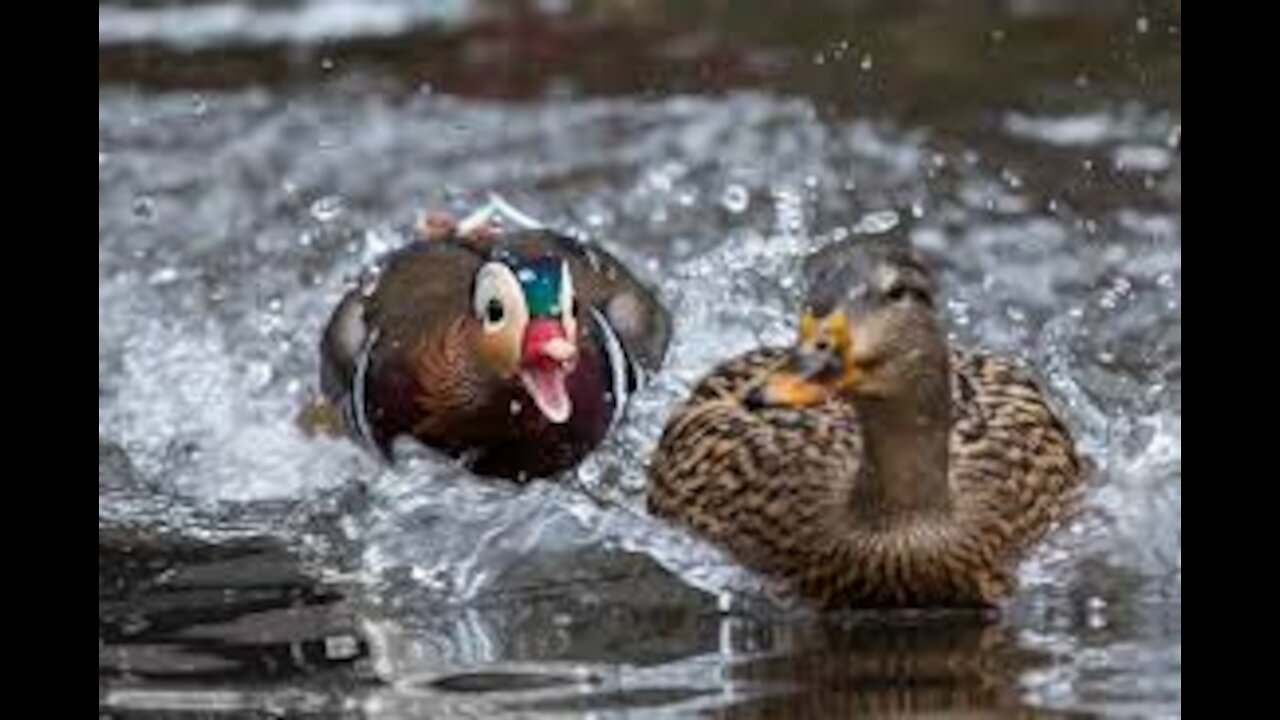 Beautiful Ducks in the ponds