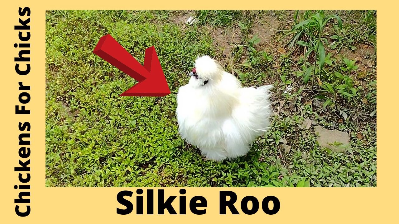 White Silkie Chicken