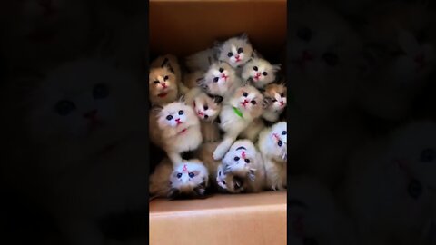 A box of happiness 🥰 cute cats - try not to laugh #shorts