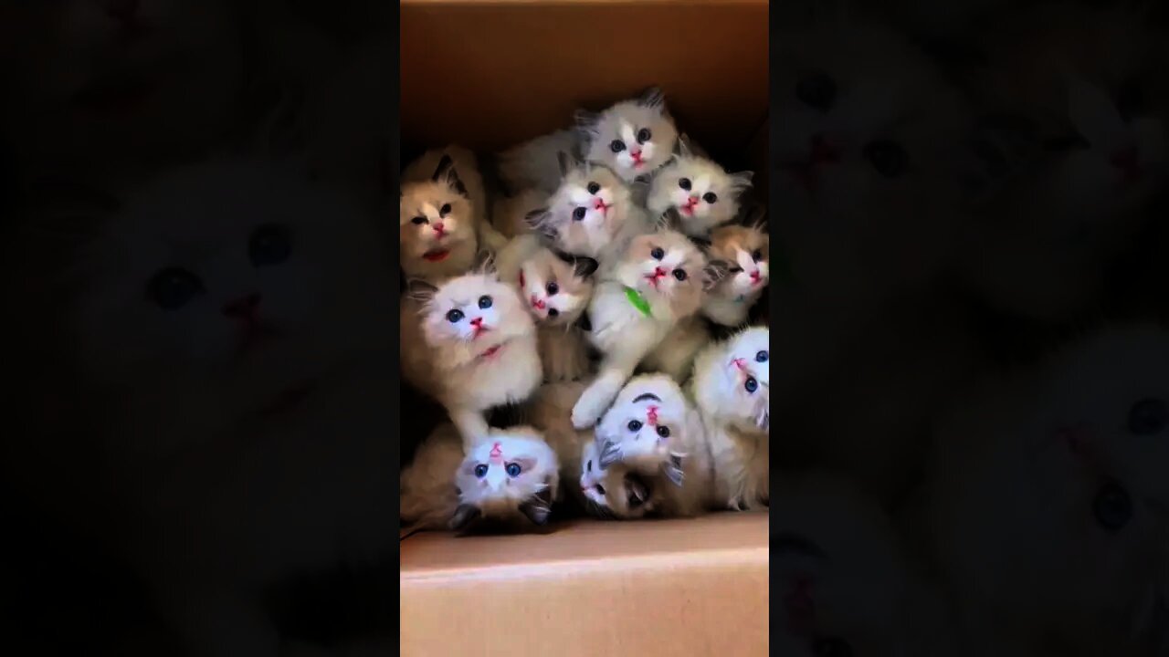 A box of happiness 🥰 cute cats - try not to laugh #shorts