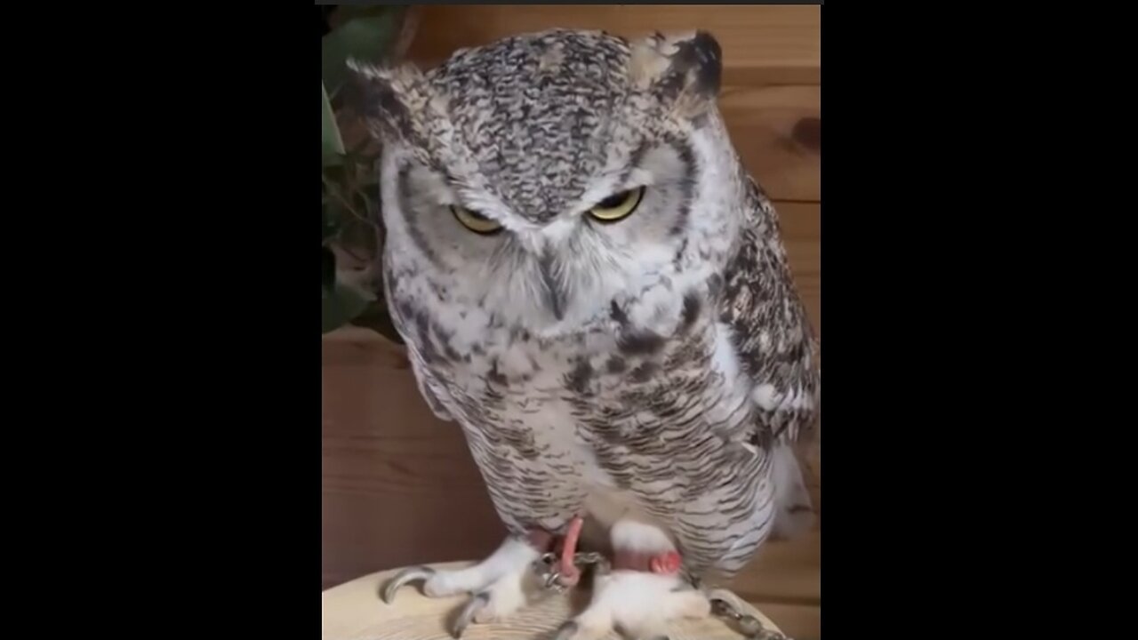 The great horned owl | owl Video