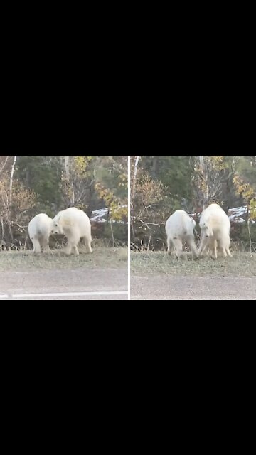Baby mountain goats humorously walk around in circles