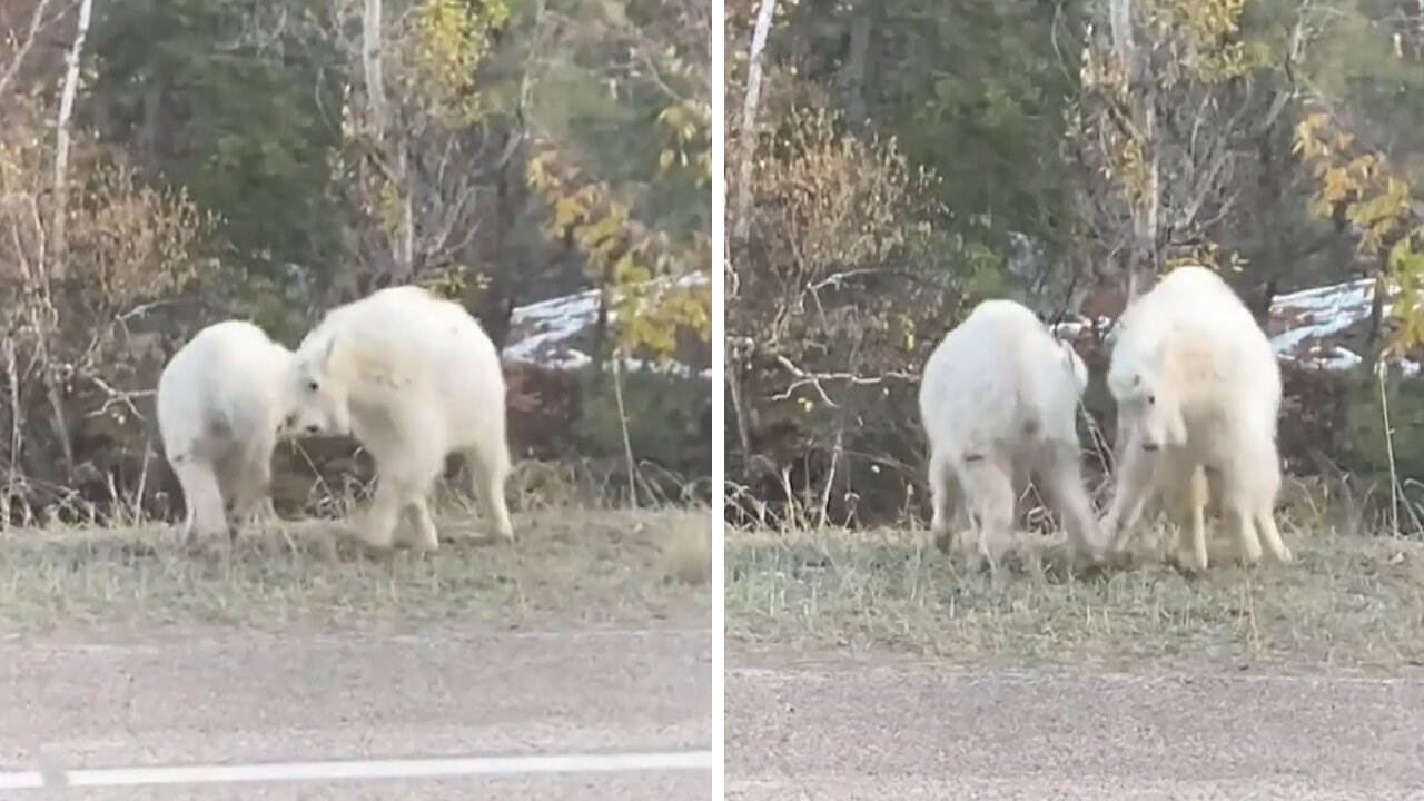 Baby mountain goats humorously walk around in circles